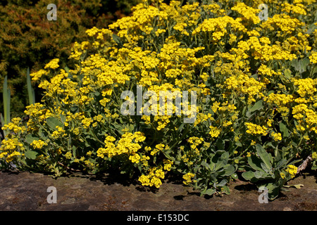 Gold Alyssum, Basket of Gold, Gold Dust, Aurinia Inselbogens, Brassicaceae. Stockfoto