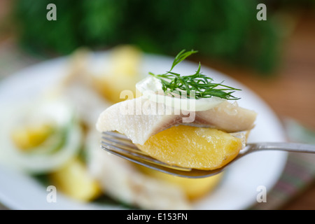 gesalzener Hering mit gekochten Kartoffeln und Dill auf einer Gabel Stockfoto