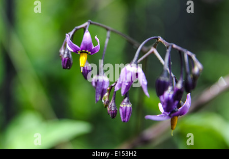 Die Tollkirsche Pflanze und Blume (Belladonna) bekannt als eine der giftigsten Pflanzen in der westlichen Hemisphäre Stockfoto