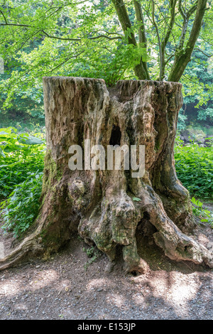 Alten Baumstumpf in einem Waldgebiet, Stockfoto
