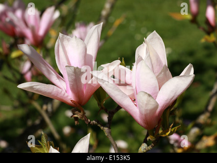 Magnolia 'Heaven Scent', Magnoliaceae. Stockfoto
