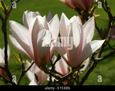 Magnolie "Royal Crown", Magnoliaceae. Stockfoto