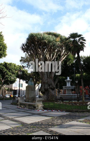 Zentralen Platz Plaza del Adelantado in La Laguna, die ehemalige Hauptstadt von Teneriffa, Spanien mit Drachenbaum (Dracaena Draco) Stockfoto