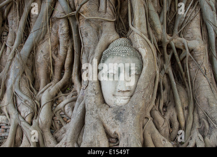 Kopf der Buddha-Statue in den Wurzeln des Baums in Ayutthaya, Thailand Stockfoto