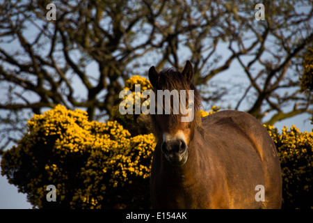 Exmoor pony Stockfoto