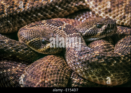 Zwei Western Diamondback Klapperschlangen / Texas-Diamant-Rücken-Klapperschlange (Crotalus Atrox) zusammengerollt, USA und Mexiko Stockfoto