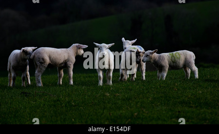 Lämmer in einem Feld mit einem Blick auf die Kamera Stockfoto