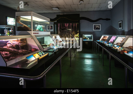 Sammlung von giftigen Schlangen in Terrarien am Cabarceno Naturpark, Penagos, Kantabrien, Spanien Stockfoto