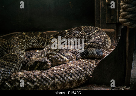 Zwei Western Diamondback Klapperschlangen / Texas-Diamant-Rücken-Klapperschlange (Crotalus Atrox) zusammengerollt in Aufbau, USA, Mexiko Stockfoto