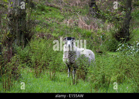 Rau fiel Schafe wachsam auf Kinder Derbyshire UK Stockfoto