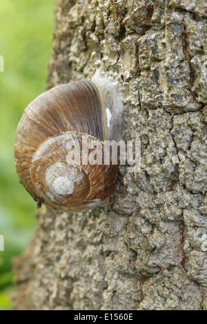 Schnecke (Helix Pomatia) auf einem Baum Stockfoto