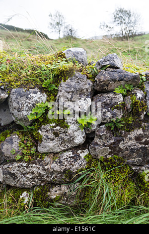 Trockenmauer, bedeckt mit Moos und Farne an Leamanegh Burgruine, Burren, Co. Clare, Irland Stockfoto