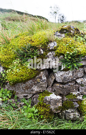 Trockenmauer, bedeckt mit Moos und Farne an Leamanegh Burgruine, Burren, Co. Clare, Irland Stockfoto