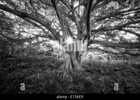 Weiße Feigenbaum (Higuera Blanca, mit geteilten Blatt Philodendron. Punta Mita, Mexiko. Stockfoto