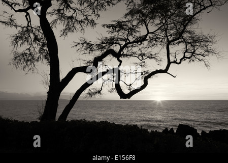 Verzweigten Baum und Sonnenuntergang. Maui, Hawaii. Stockfoto