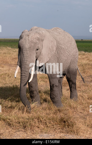 Junger Elefant mit Stamm um zu grasen, Fütterung auf dem Rasen im Amboseli-Nationalpark Kenia Stockfoto