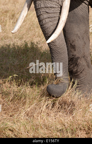 Detail der Elefant mit Rüssel, um Rasen zu pflücken, während Weiden Fütterung auf dem Rasen im Amboseli-Nationalpark Kenia hautnah Stockfoto