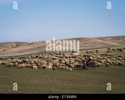 Schafe in der Nähe von David Gareja in Kachetien, Georgia. Kakheti ist die Region mit der größten Anzahl von Schafen im Land. Stockfoto