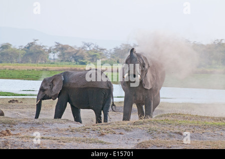 Elefanten weht Staub über sich selbst im Amboseli-Nationalpark Kenia Stockfoto