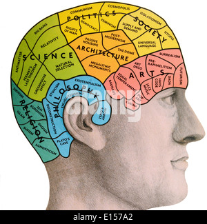 Phrenologische Gehirn Stockfoto