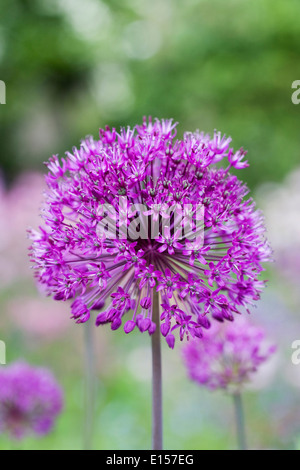 Allium 'Purple Sensation' in einem englischen Garten Hollandicum. Stockfoto