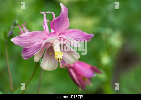 Akelei Blüte in einem englischen Cottage-Garten. Akelei Blüte. Stockfoto