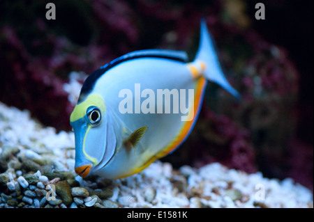 Tropische Fische Naso Tang (Naso Lituratus) Stockfoto