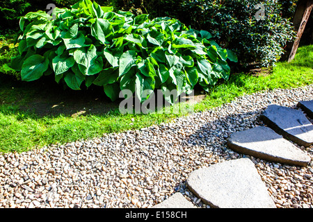 Hosta-Pflanzengrenze, Pflanzen am Rand eines Gartenschotterwegs, Stepping Stones Gravel Pathway Randging Way Grit Path Spring Hosta Plant Laub Stockfoto