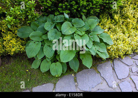 Die Hosta-Pflanze wächst im schattigen Teil, am Rand eines Steinpfads in einem Garten, die Bepflanze Euonymus Lucky „Emerald n Gold“, die Bodenbedeckung Pflanzen hosta-Pfad Stockfoto