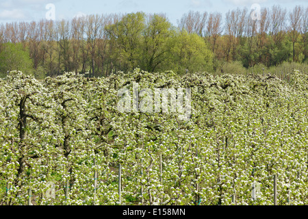 Kirschblüte Altes Land (altes Land), Niedersachsen, Deutschland Stockfoto