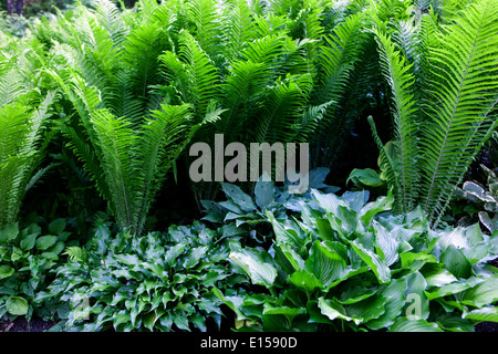 Hosta und Matteuccia Struthiopteris, Strauß Farn, Farnwedel Farn oder Federball Farn, Pflanzen für den schattigen Teilen des Gartens Stockfoto