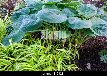 Hosta Big Daddy Pflanze mit großen Blättern und Hakonechloa macra, japanisches Waldgras, Hakone Gras Stockfoto