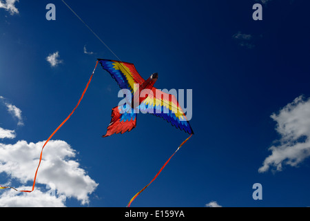 Blau und rot Ara Papagei Drachen fliegen hoch gegen einen blauen Himmel in einem Park der Stadt Toronto Stockfoto