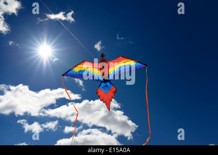 Bunte Ara Papagei Drachensteigen gegen die Sonne bei blauem Himmel in Toronto Stockfoto