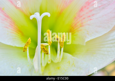 Makroaufnahme einer rosa Amaryllis Fokus weißen Blütenpollen Stockfoto