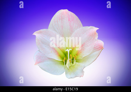 Rosa Amaryllis isoliert auf blaues Licht Stockfoto