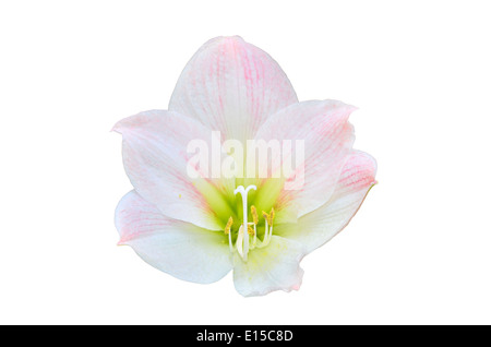 Rosa Amaryllis isoliert auf weiss Stockfoto