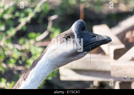 Kopf einer braunen chinesische Gans Stockfoto