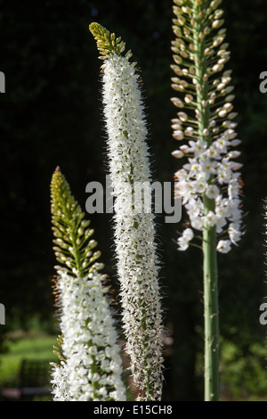 Eremurus himalaicus, Wüste Kerze weiß Stockfoto