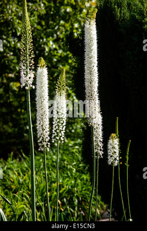 Eremurus himalaicus, Wüste Kerze weiß Stockfoto