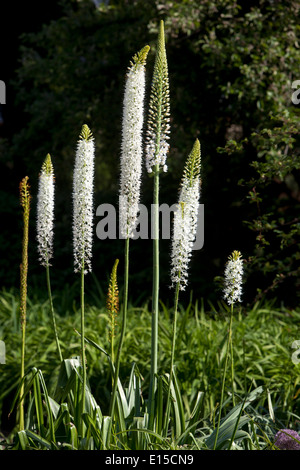 Eremurus himalaicus, Wüste Kerze weiß Stockfoto