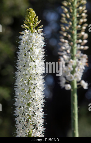 Eremurus himalaicus, Wüste Kerze Weiße Blumen Stockfoto