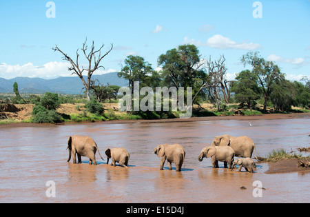 Eine Herde Elefanten, die Überquerung des Ewaso Ng'iro-Flusses zwischen Samburu national Reserve und Buffalo Springs national Reserve. Stockfoto
