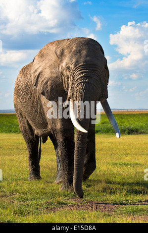 Ein Elefantenbulle immer gefährlich eng mit dem Safari-Fahrzeug in Samburu national Reserve. Stockfoto