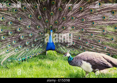 Pfauen (Pavo Cristatus) verliebt. Stockfoto