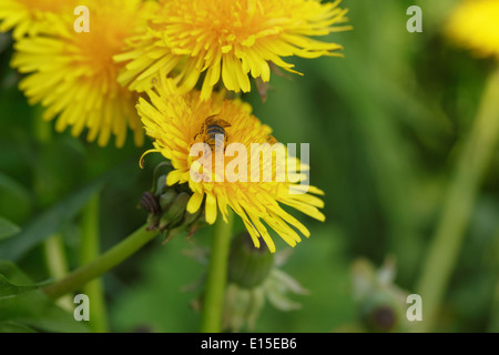 Wespe sammeln Nektar am Löwenzahn, Nahaufnahme Stockfoto