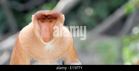 Nasenaffe auf Borneo Stockfoto