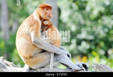 zwei Nasenaffe auf Borneo Stockfoto