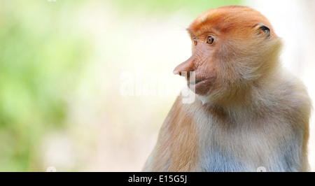 Nasenaffe auf Borneo Stockfoto