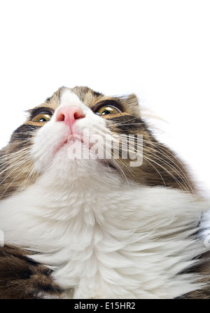 Emotionales Porträt - Ausdruck isoliert auf weißem Hintergrund Stockfoto